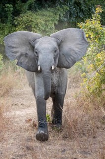 Adolescent African Elephant (Loxodonta africana) in a threatening pose