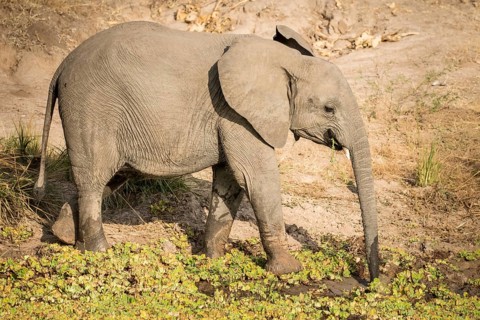 African Elephant (Loxodonta africana) drinking at a waterhole