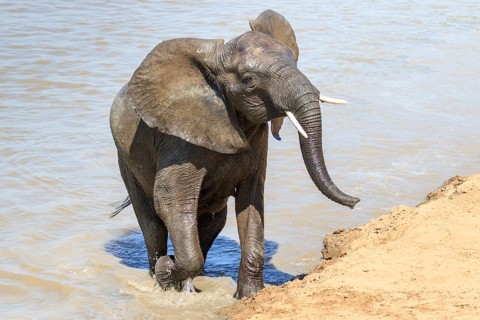 African Elephant (Loxodonta africana) coming out of the water after crossing a river