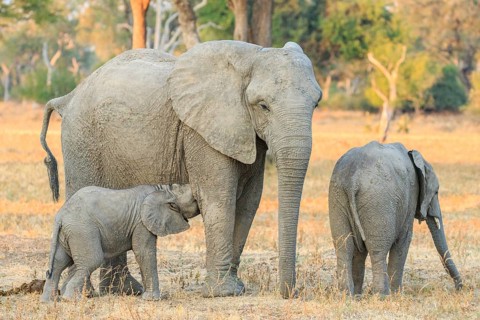 African elephant (Loxodonta africana)
