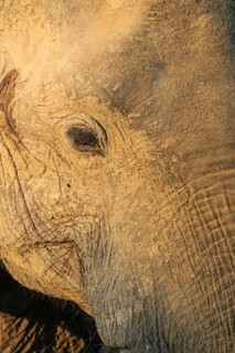 African elephant (Loxodonta africana)
