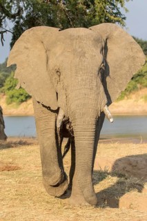 African Elephant (Loxodonta africana) in front of the Luangwa river
