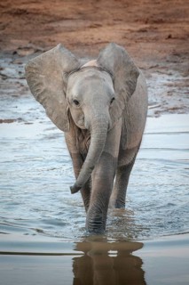African Elephant (Loxodonta africana) crossing a river