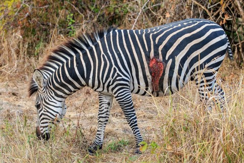 Wounded Crawshay's zebra (Equus quagga crawshaii)