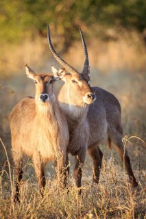 Waterbuck (Kobus ellipsiprymnus)