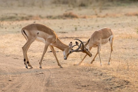 Impalas (Aepyceros melampus)