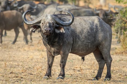 Cape buffalo (Syncerus caffer)