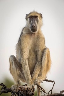 Yellow baboon (Papio cynocephalus kindae)