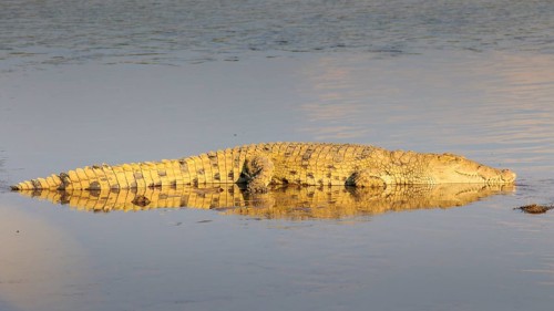 Nile crocodile (Crocodylus niloticus)