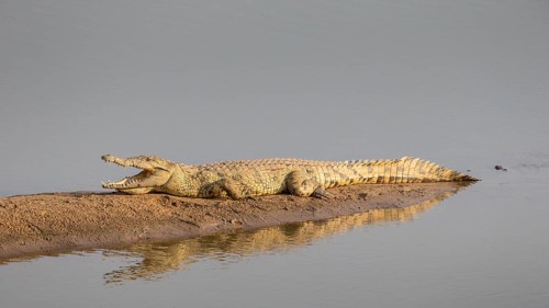 Nile crocodile (Crocodylus niloticus)