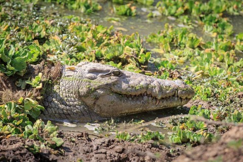 Nile crocodile (Crocodylus niloticus)