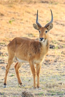 Puku (Kobus vardonii)