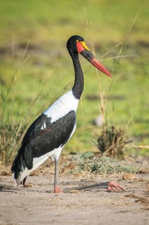 Saddle-billed stork (Ephippiorhynchus senegalensis)