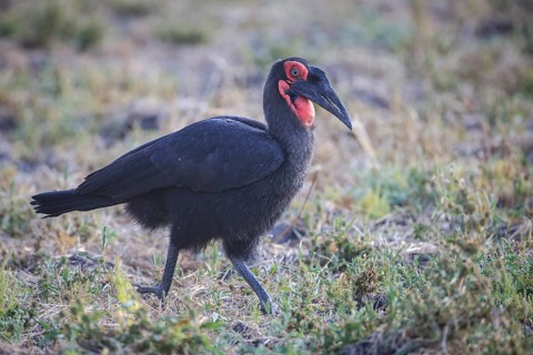 Southern ground hornbill (Bucorvus leadbeateri)
