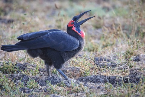 Southern ground hornbill (Bucorvus leadbeateri)
