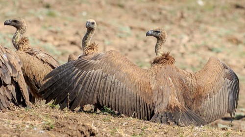 White-backed vulture (Gyps africanus) drying its wings