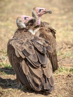 White-headed vulture (Trigonoceps occipital)