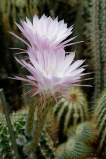 Flowering Hedgehog Cactus (Echinopsis sp.)