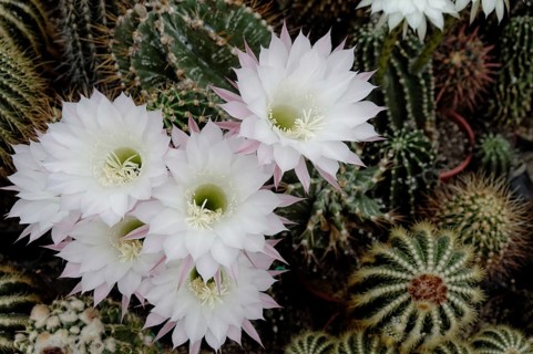 Flowering Hedgehog Cactus (Echinopsis sp.)