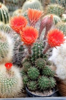 Flowering Cactus (Echinopsis sp.)