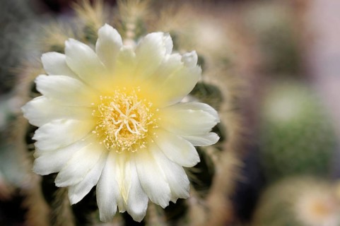 Notocactus (Parodia sp.) flower