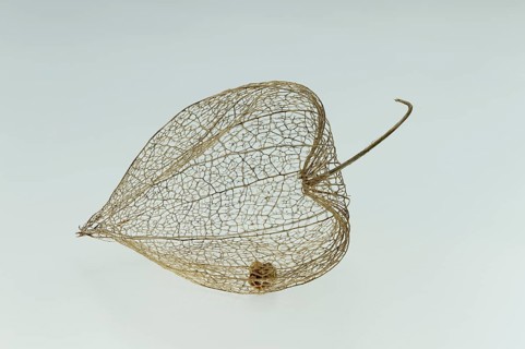 Physalis fruit (Physalis peruviana)