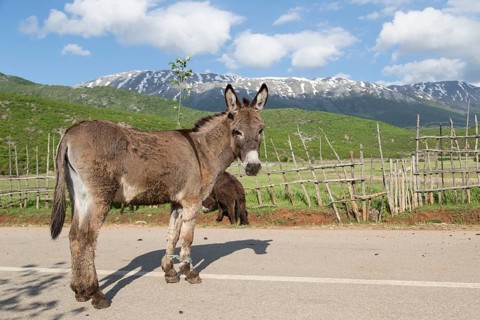 Donkey (Equus africanus asinus) with forelegs tied up
