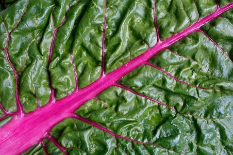 Chard leaf (Beta vulgaris subsp. vulgaris)