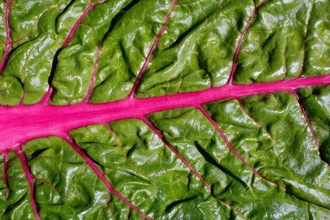 Chard leaf (Beta vulgaris subsp. vulgaris)