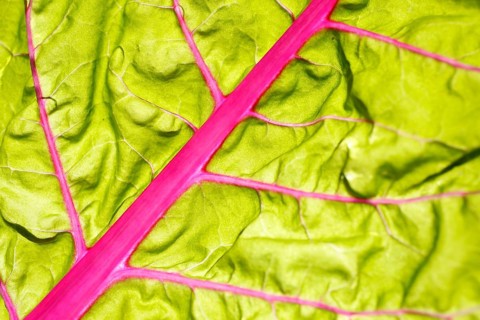 Chard leaf (Beta vulgaris subsp. vulgaris)