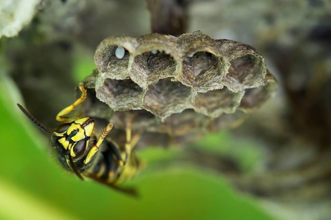 Common Wasp (Vespula vulgaris)