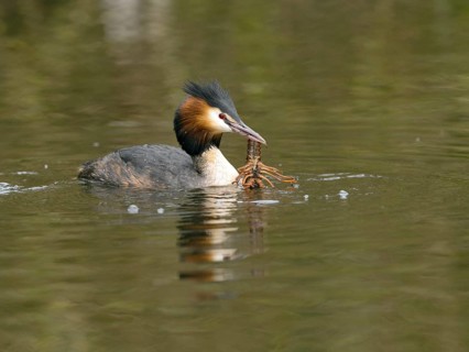 Grebe (Podiceps cristatus) with crayfish (Astacus astacus) in water
