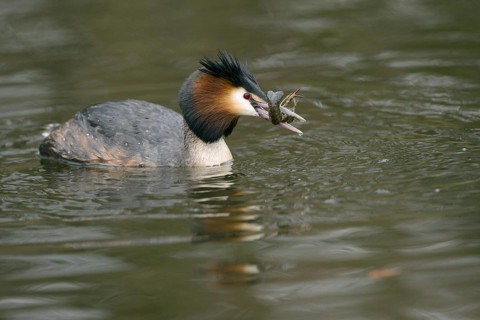 Grebe (Podiceps cristatus) with crayfish (Astacus astacus) in water