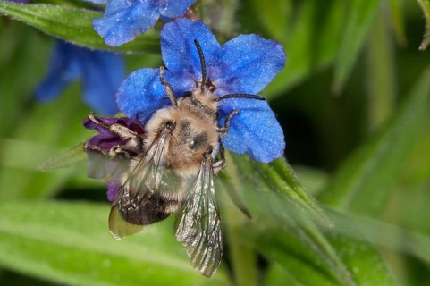 Hairy-Footed Flower Bee (Anthophora plumipes)
