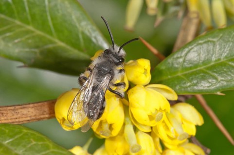 Ashy Mining Bee (Andrena cineraria) foraging for nectar on Barberry (Berberis vulgaris)