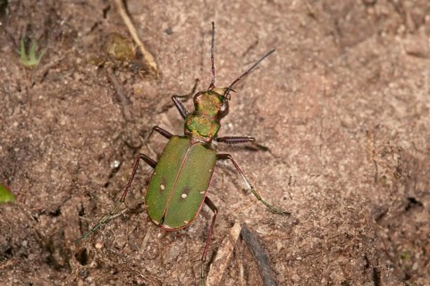 Green Tiger Beetle (Cicindela campestris)