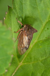 Horned Treehopper (Centrotus cornutus)