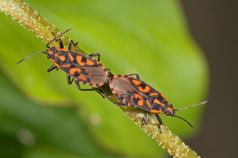 Milkweed bugs (Lygaeus saxatilis)