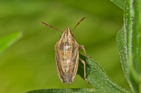 Bishop's Mitre (Aelia acuminata)