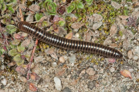 Millipedes (Myriapoda)
