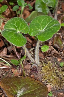 Hazelwort (Asarum europaeum)