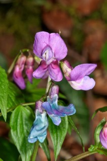 Spring Vetchling (Lathyrus vernus)