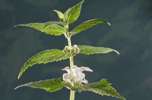 White Dead-nettle (Lamium album)