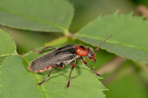 Cantharis fusca (Cantharis fusca)