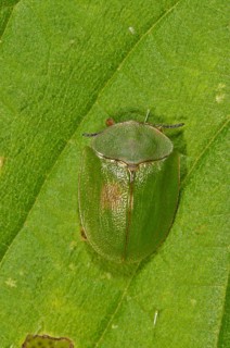 Green tortoise beetle (Cassida viridis) resting