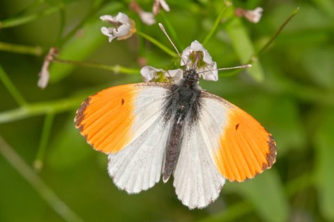 Orange tip (Anthocharis cardamines)
