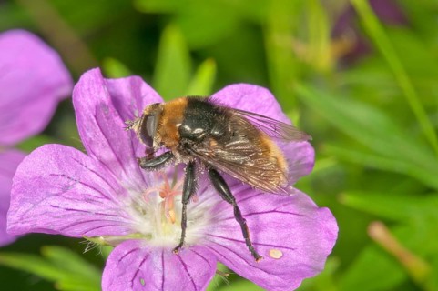 Volucella bombylans (Volucella bombylans) feeding on bloody geranium (Geranium sanguineum) pollen