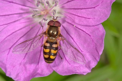 Lapland syrphid fly (Lapposyrphus lapponicus) feeding on bloody geranium (Geranium sanguineum) flower