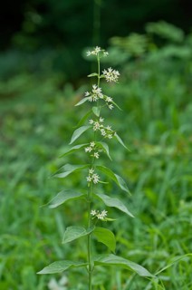 White swallow-wort (Vincetoxicum hirundinaria)