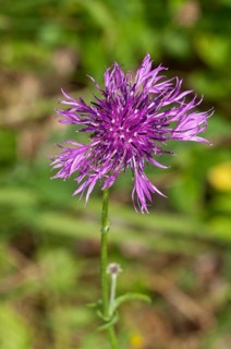 Greater Knapweed (Centaurea scabiosa) Baden-Wurttemberg